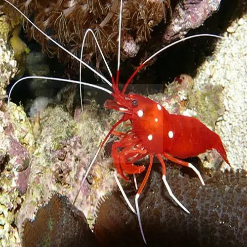 Fire Shrimp (Lysmata debelius)